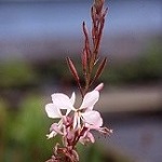 Gaura: Lindheimeri The Bride