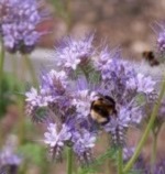 Green Manure: Phacelia Tanacetifolia