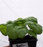 Basil: Lettuce Leaved