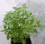 Basil: Greek