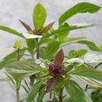 Basil: Thai