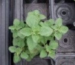 Oregano: Greek