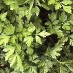 Parsley: Italian Giant