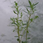 Summer Savory