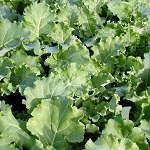Kale: Thousand Head