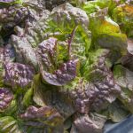 Lettuce: Cervanek