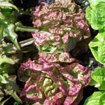 Lettuce: Marvel of Four Seasons