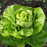 Lettuce: Buttercrunch