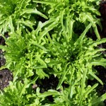 Loose Leaf Lettuce Seeds