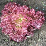 Lettuce: Lollo Rosso