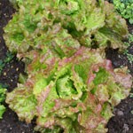 Lettuce: Rouge Grenobloise
