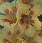 Nasturtium: Peach Melba Superior