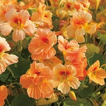 Nasturtium: Tip Top Apricot