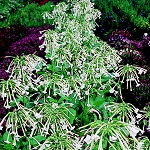 Nicotiana: Sylvestris