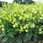 Nicotiana: Lime Green