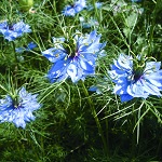 Nigella: Miss Jekyll Dark Blue