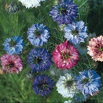 Nigella: Persian Jewels