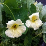 Nasturtium: Milkmaid