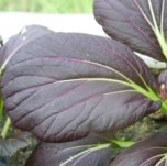 Pak Choi: Red Lady F1