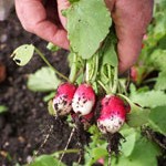 Radish Seeds