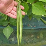 Runner Bean: Enorma