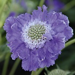 Scabiosa: Fama