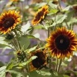 Sunflower: Ring of Fire