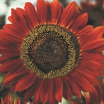 Sunflower: Red Sun