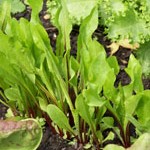 Salad Leaf Seeds