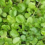 Cress: Watercress