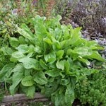 Sorrel: Large French