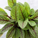 Sorrel: Red Veined