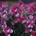 Sweet Pea: Painted Lady
