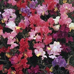 Sweet Pea: Perfume Delight