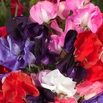 Sweet Pea: Royal Mix