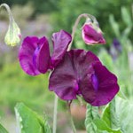 Sweet Pea: Beaujolais