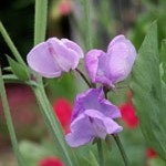 Sweet Pea: Leamington