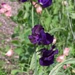 Sweet Pea: Blue Velvet