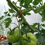 Plant Support Clips
