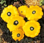 Pattypan (Summer) Squash: Sunburst F1