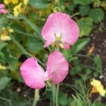 Sweet Pea: Mrs R Bolton