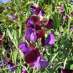 Sweet Pea: Cupani