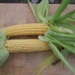 Sweetcorn Seeds