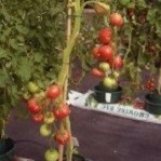 Tomato: Rose de Berne plug plant