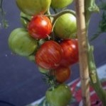 Tomato: Tigerella