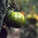 Tomato: Green Zebra