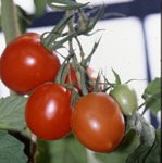 Tomato: Red Debaro 