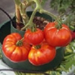 Tomato: Costoluto Fiorentino