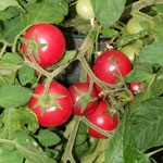 Tomato: Garden Pearl