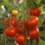 Red and Pink Tomato plug plants